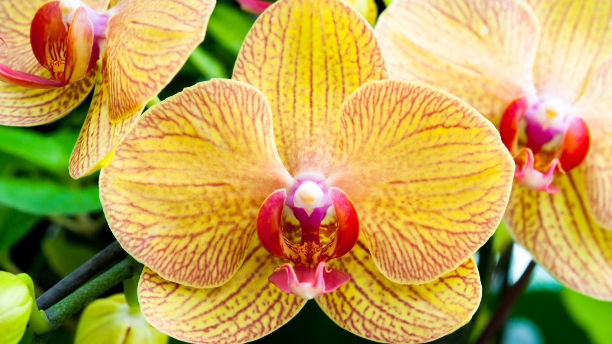 Coltivare Orchidee da seme