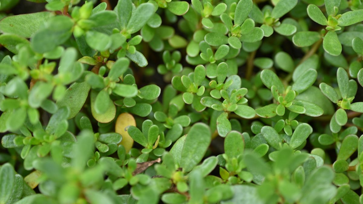 Benefici della Portulaca