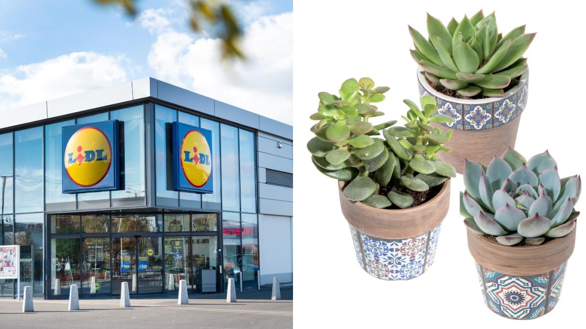 Lidl: ecco le piante in offerta della settimana