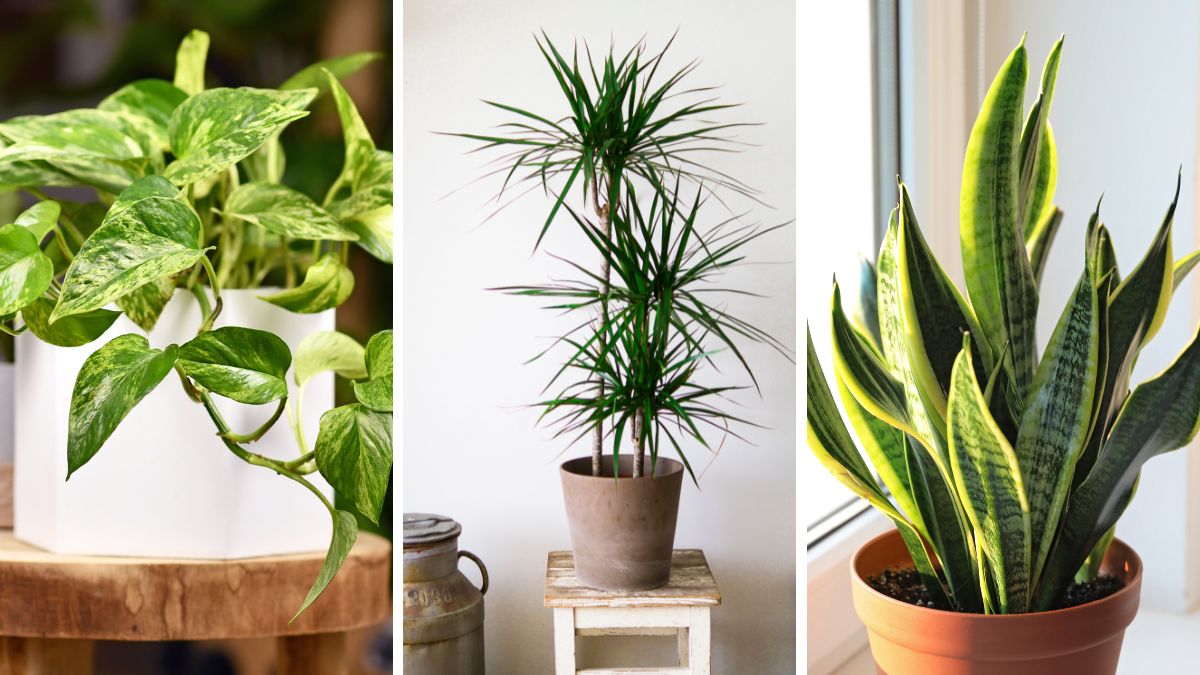 Pothos Dracena e Sansevieria