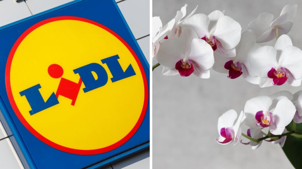 Piante Lidl della settimana