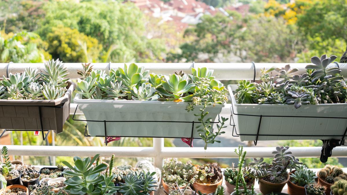 Quali piante avere in giardino e balcone in gennaio