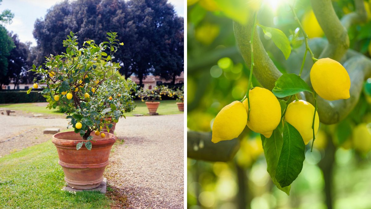 Come potare il limone in vaso