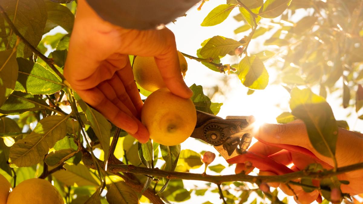 Come si raccolgono i limoni in modo ottimale