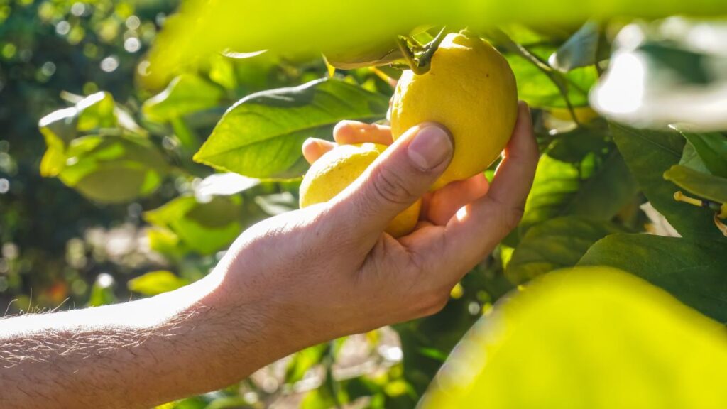 Ecco come raccogliere i limoni senza danneggiare la pianta