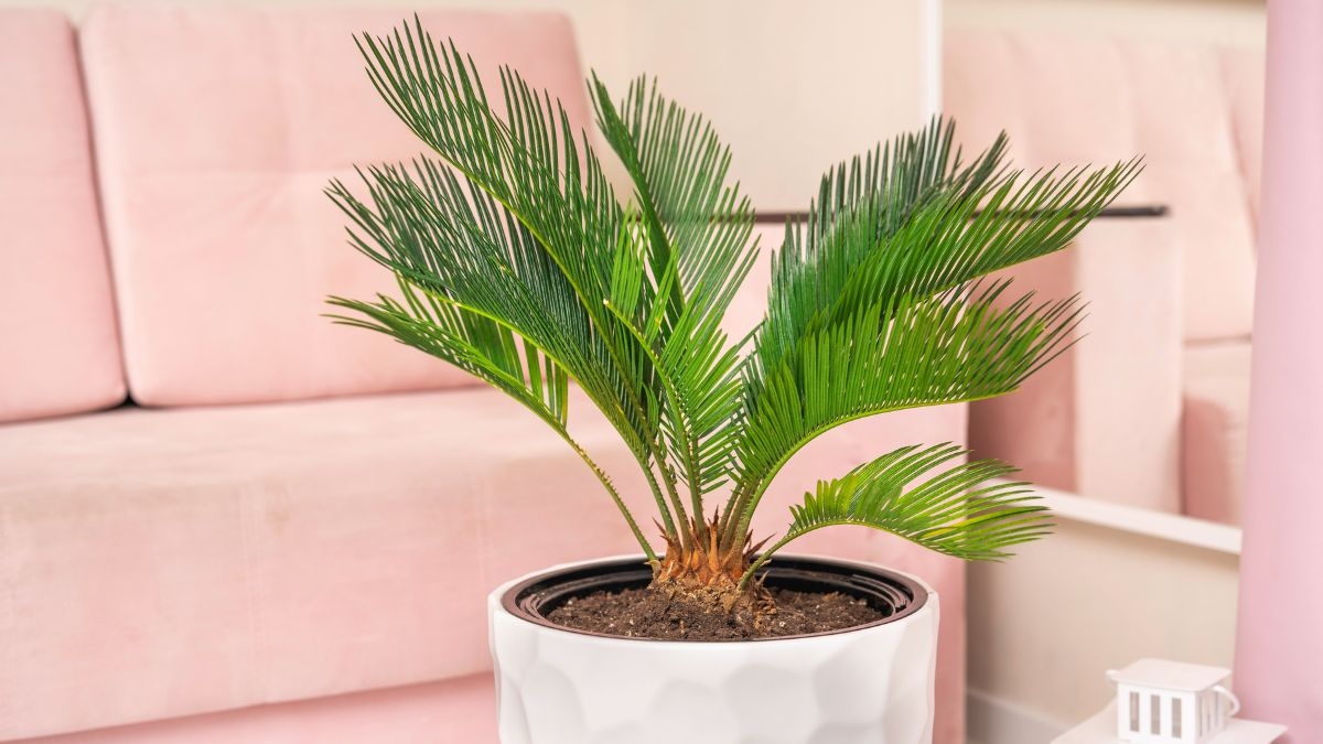 Come rinvasare la Cycas