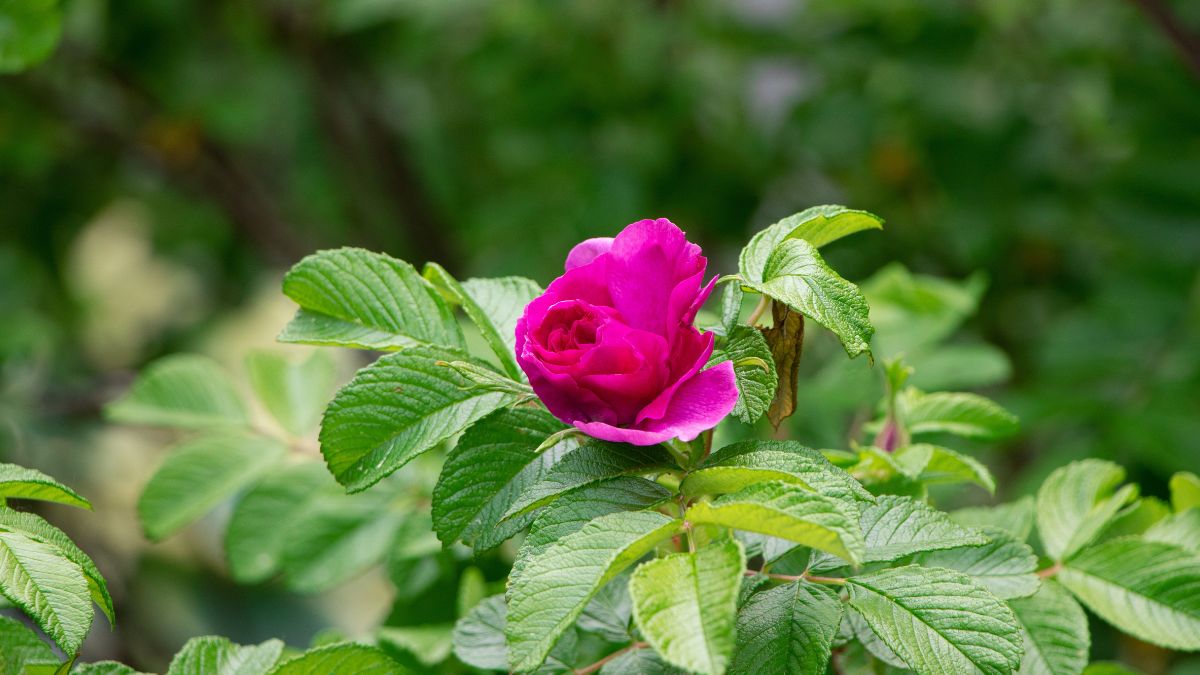 Come coltivare la Rosa Rugosa