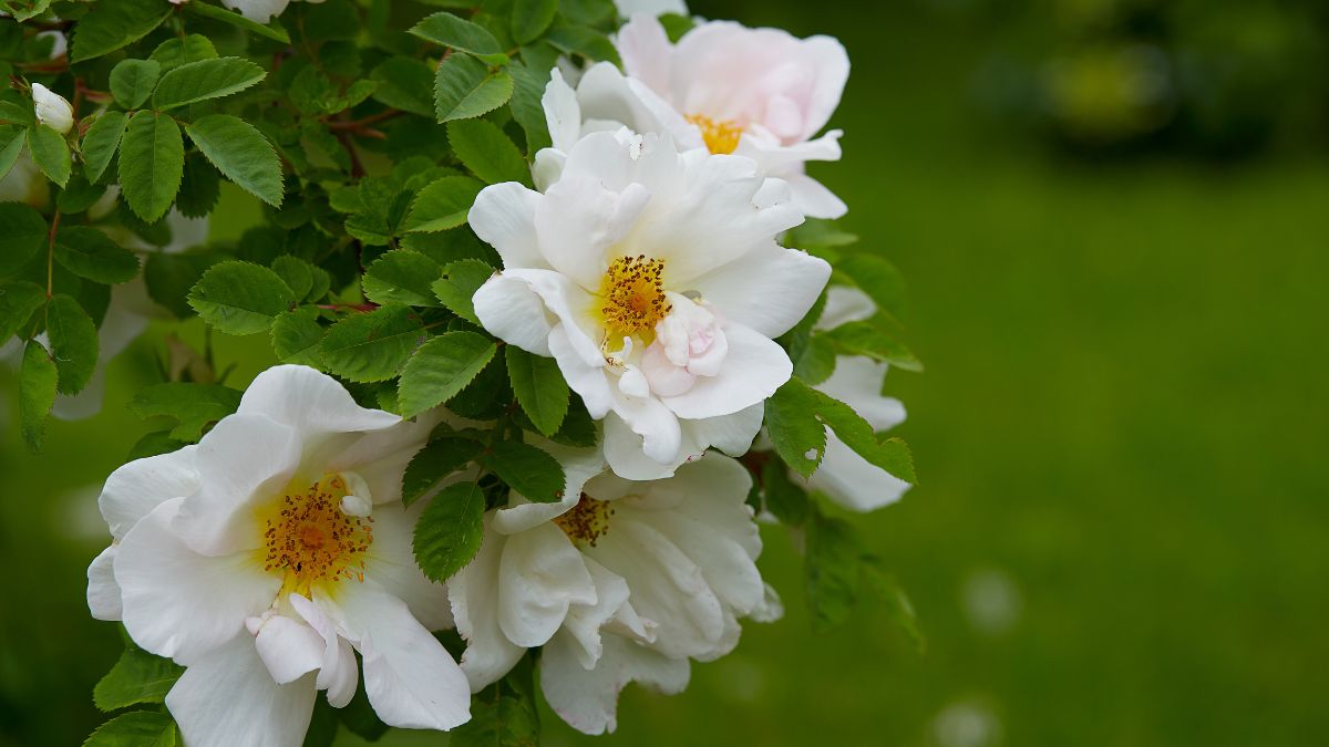 Varietà di rose per il giardino