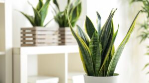 Sansevieria che marcisce soluzioni