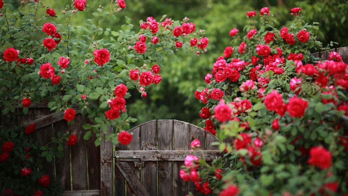 Come proteggere le rose in inverno