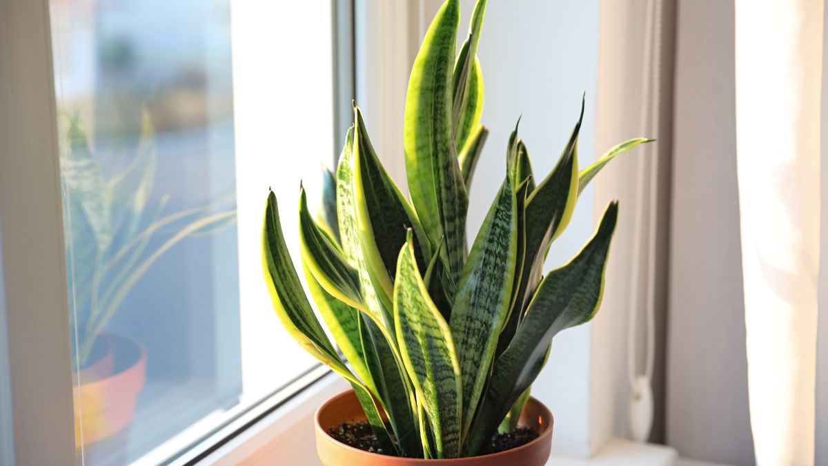 Salvare Sansevieria che marcisce