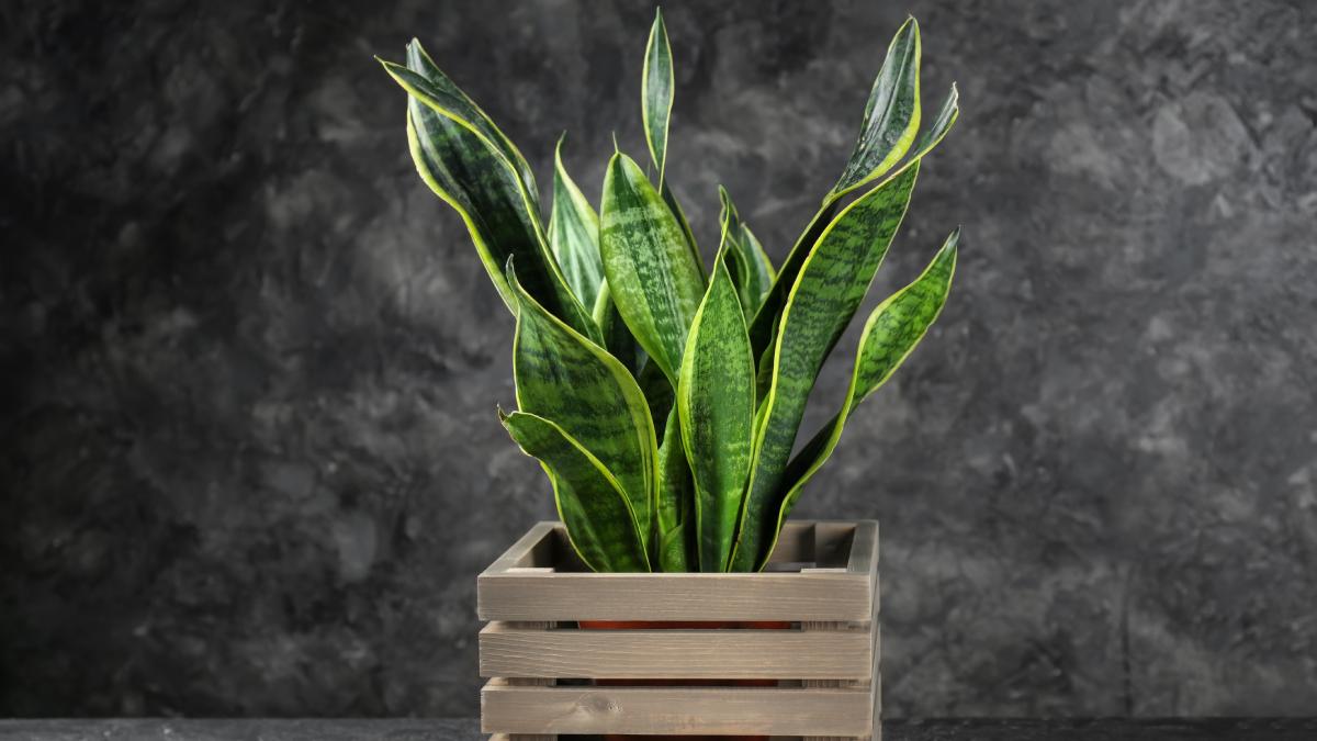 Come riconoscere le difficoltà della Sansevieria