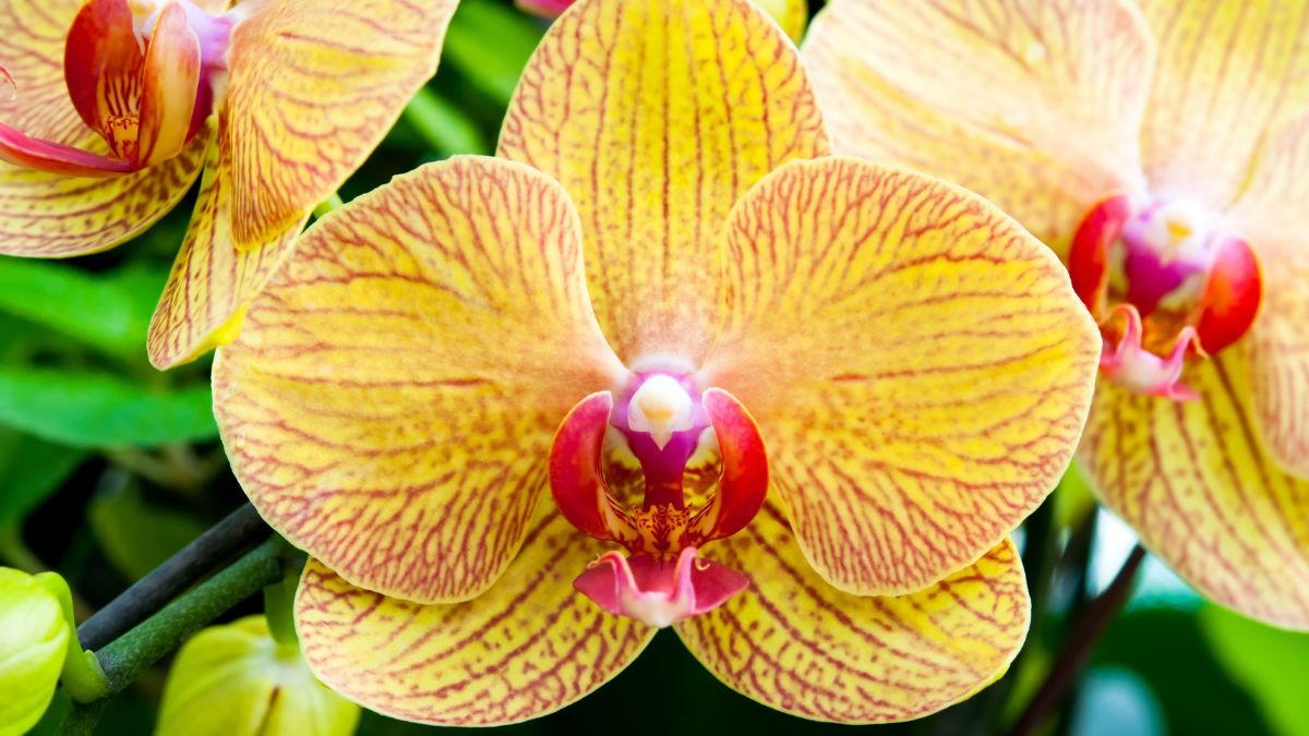 Fiori orchidea che cadono cosa fare