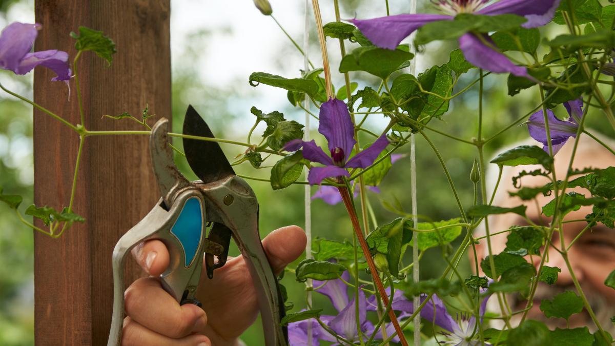 Potare le clematis senza errori