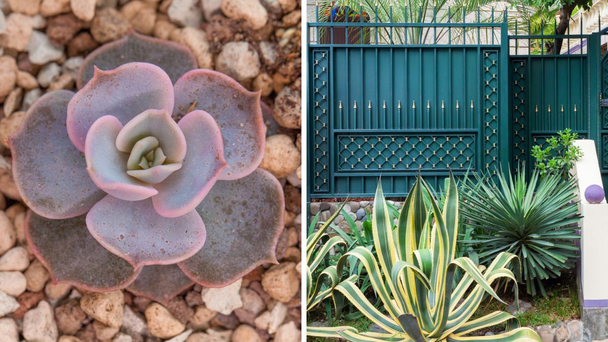 Piante grasse e succulente per aiuola