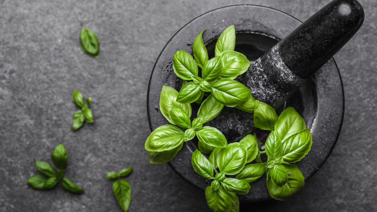 Piantare il basilico sul balcone: ecco quando farlo