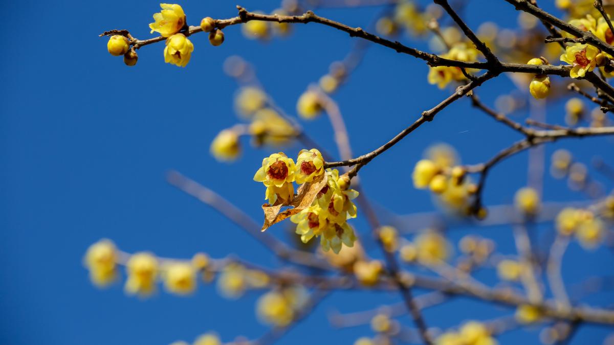 Il calicanto: fiore invernale