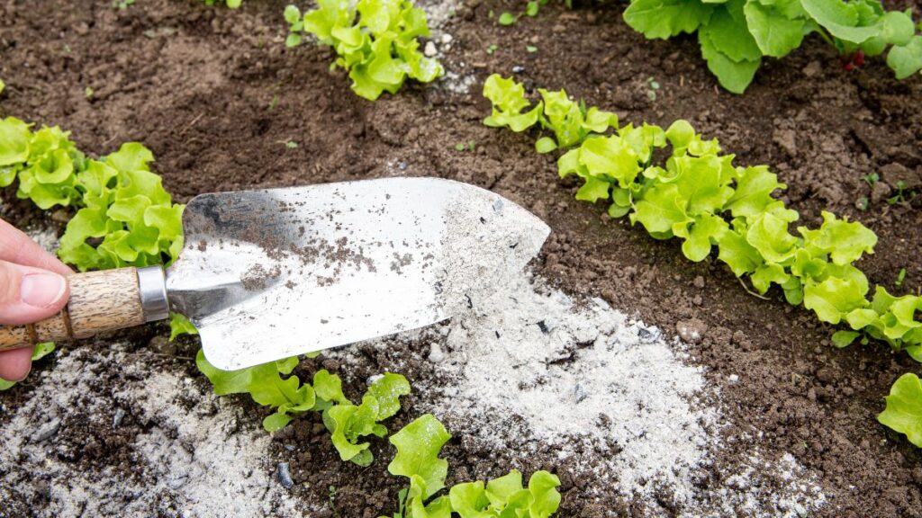 Cenere come fertilizzante in giardino