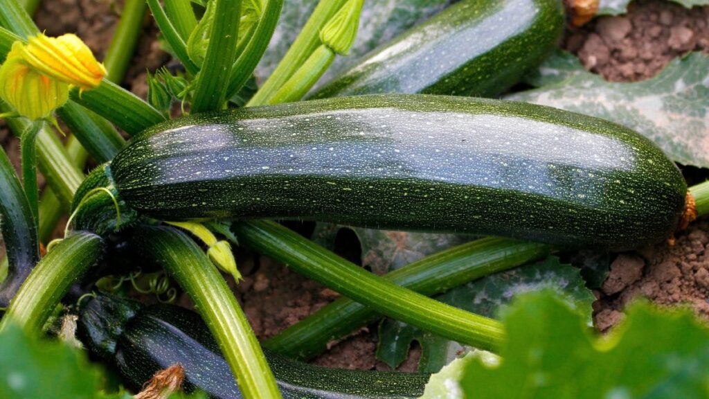 Coltivazione delle zucchine