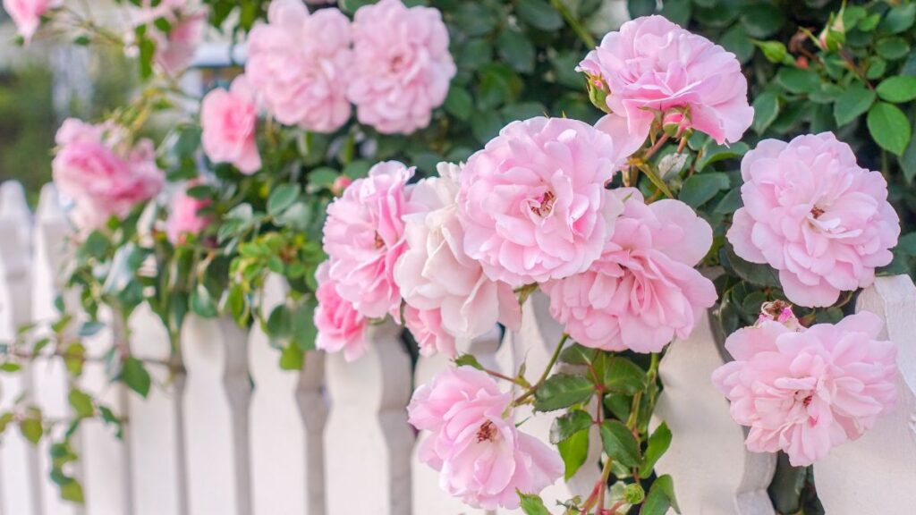 Concimare le rose per fioriture rigogliose