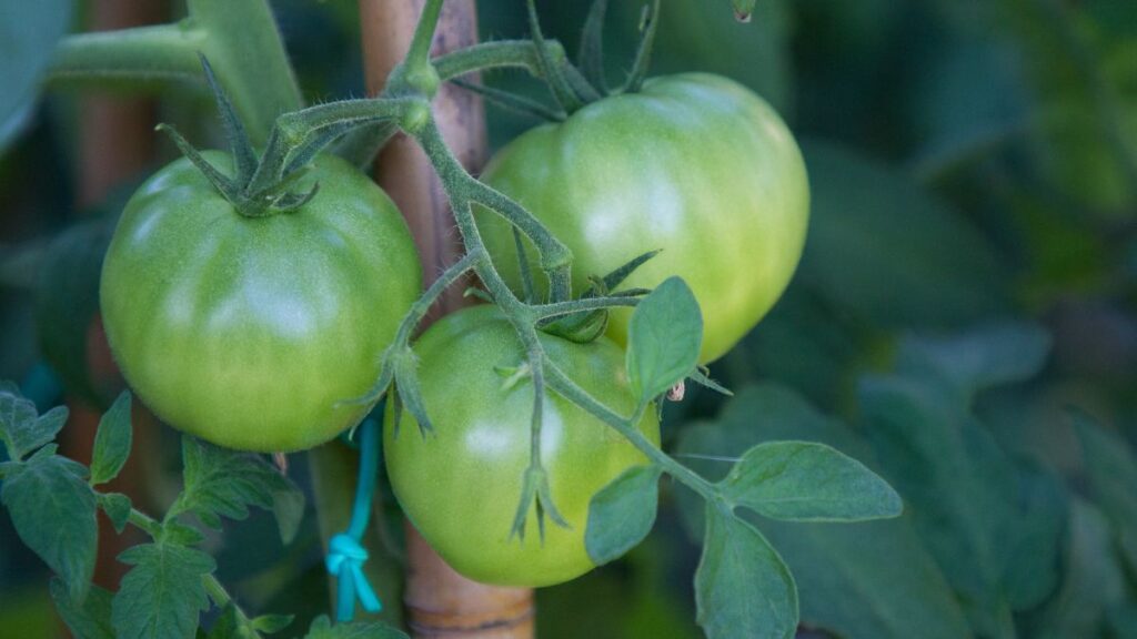 Pomodori che non maturano