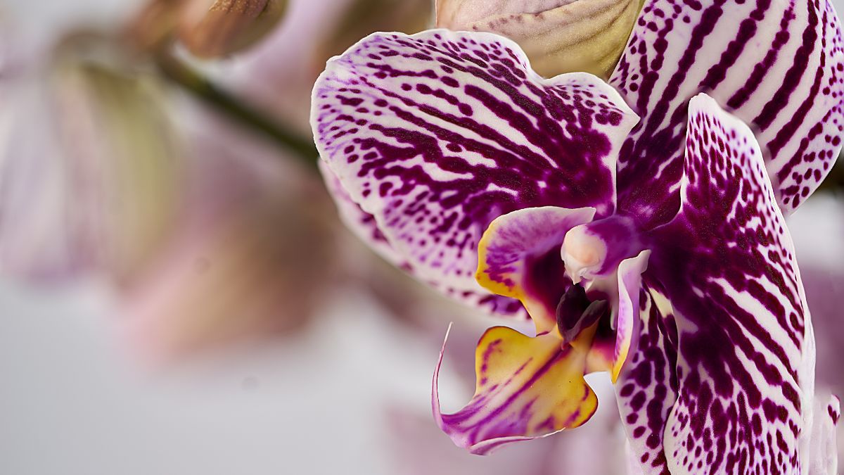 Orchidea come farla fiorire