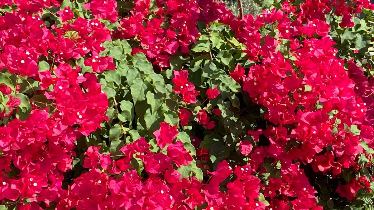 Potatura Bougainville