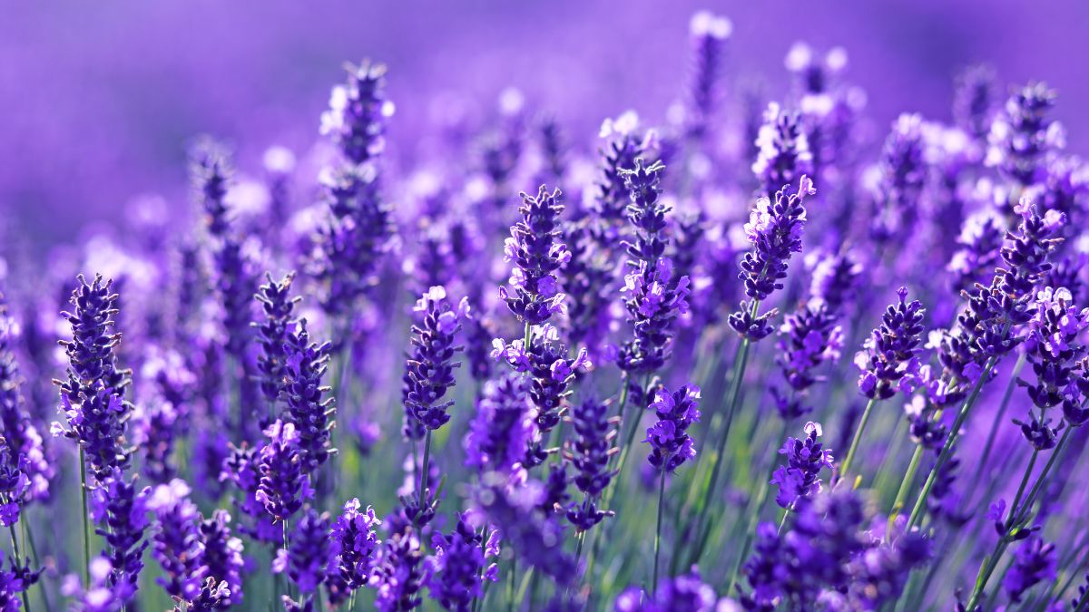 Potatura per far fiorire la lavanda