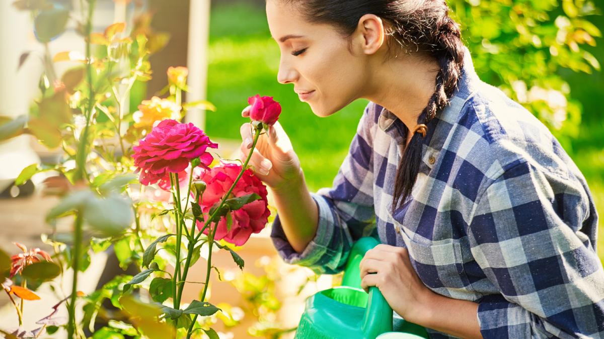 Cosa fare se le rose non fioriscono