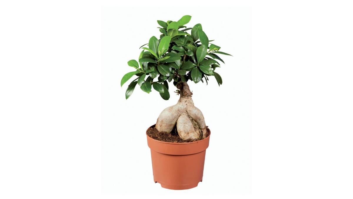 Ficus Ginseng in offerta da Lidl 