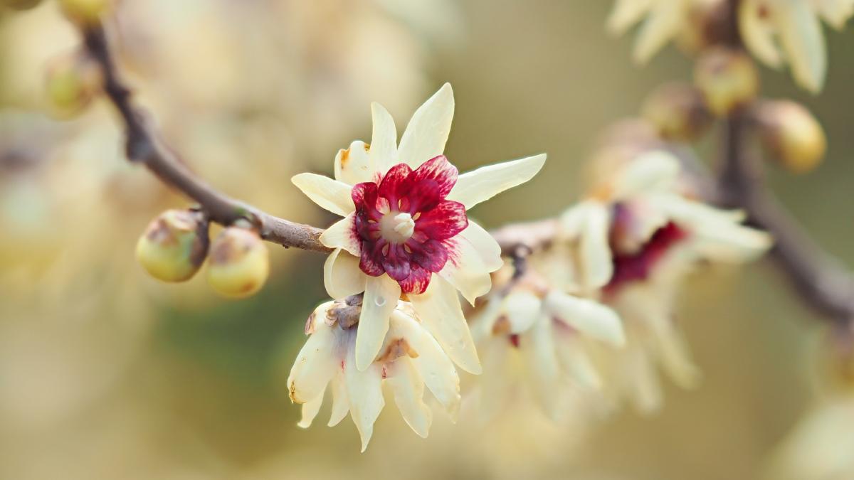 Il fiore che fiorisce in inverno: il calicanto