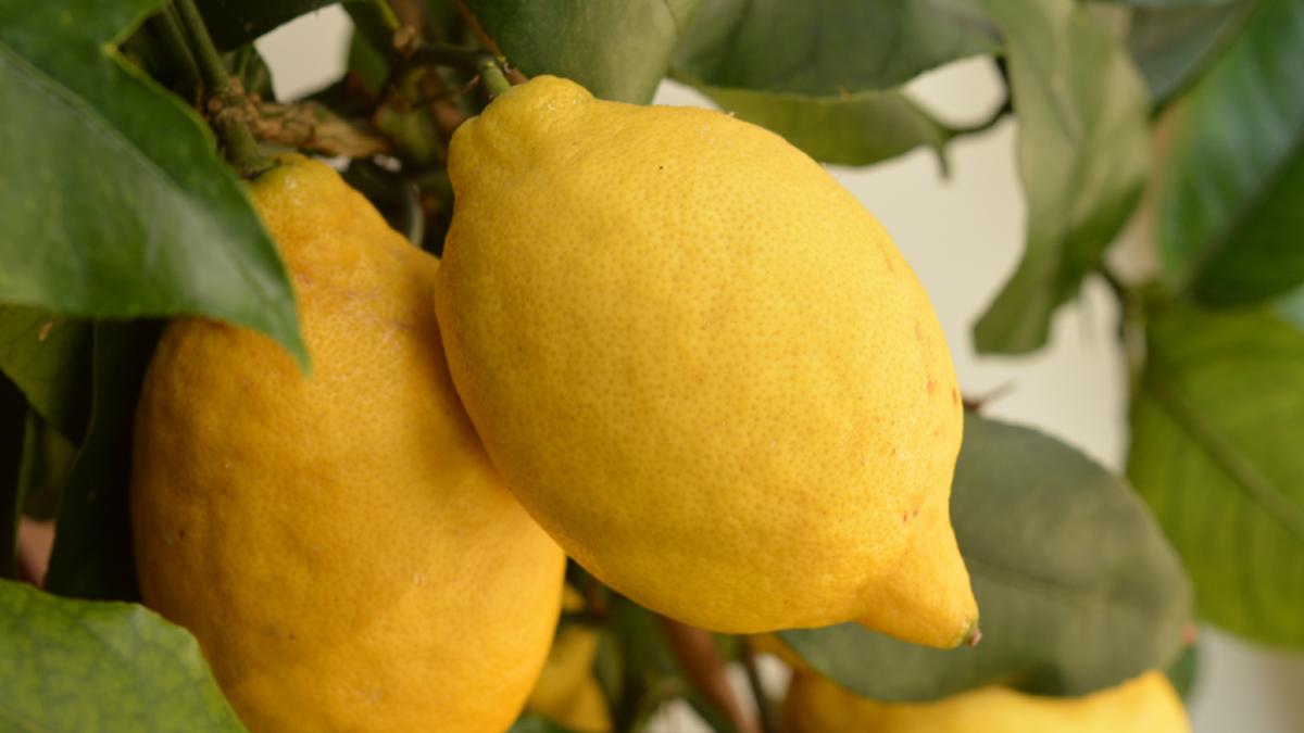 Succo di limone per pulire il mocio