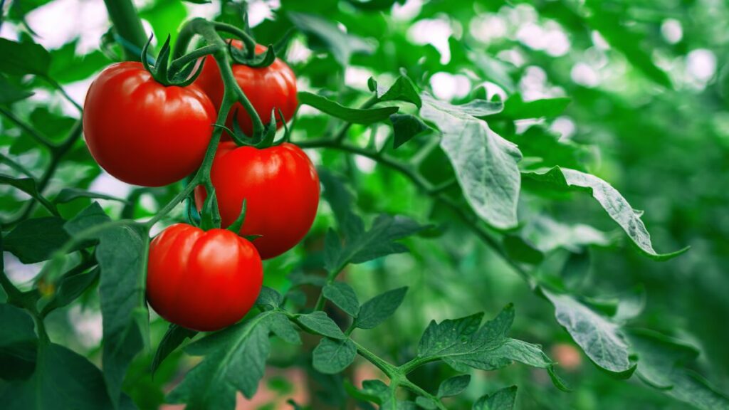 Come coltivare i pomodori