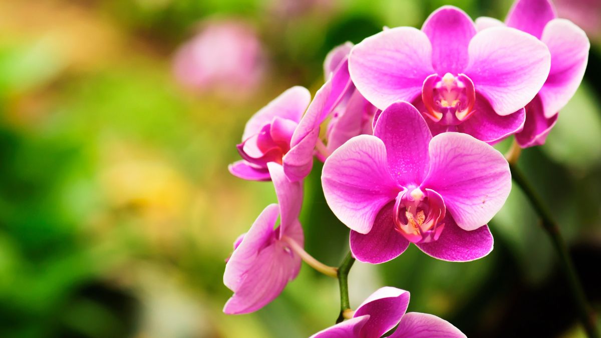 Far rifiorire un’orchidea