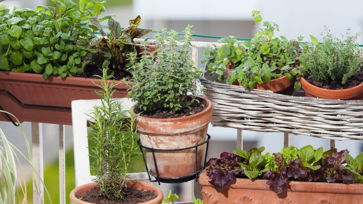 Orto sul balcone