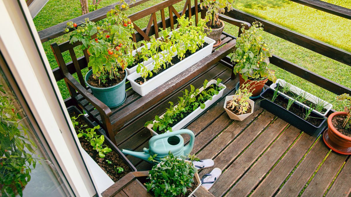 Orto sul balcone in inverno