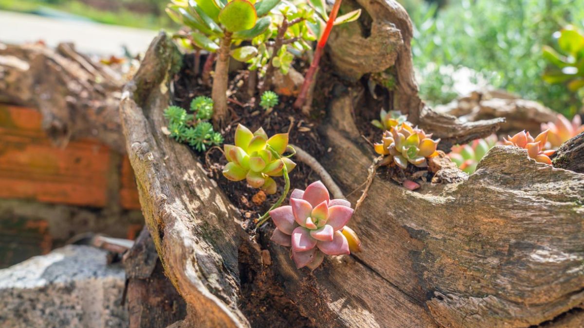 Fioriera per piante grasse da pezzi di legno