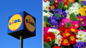 Lidl Piante e fiori in offerta