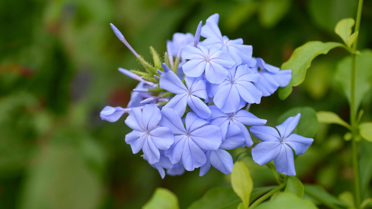 Potatura del Plumbago