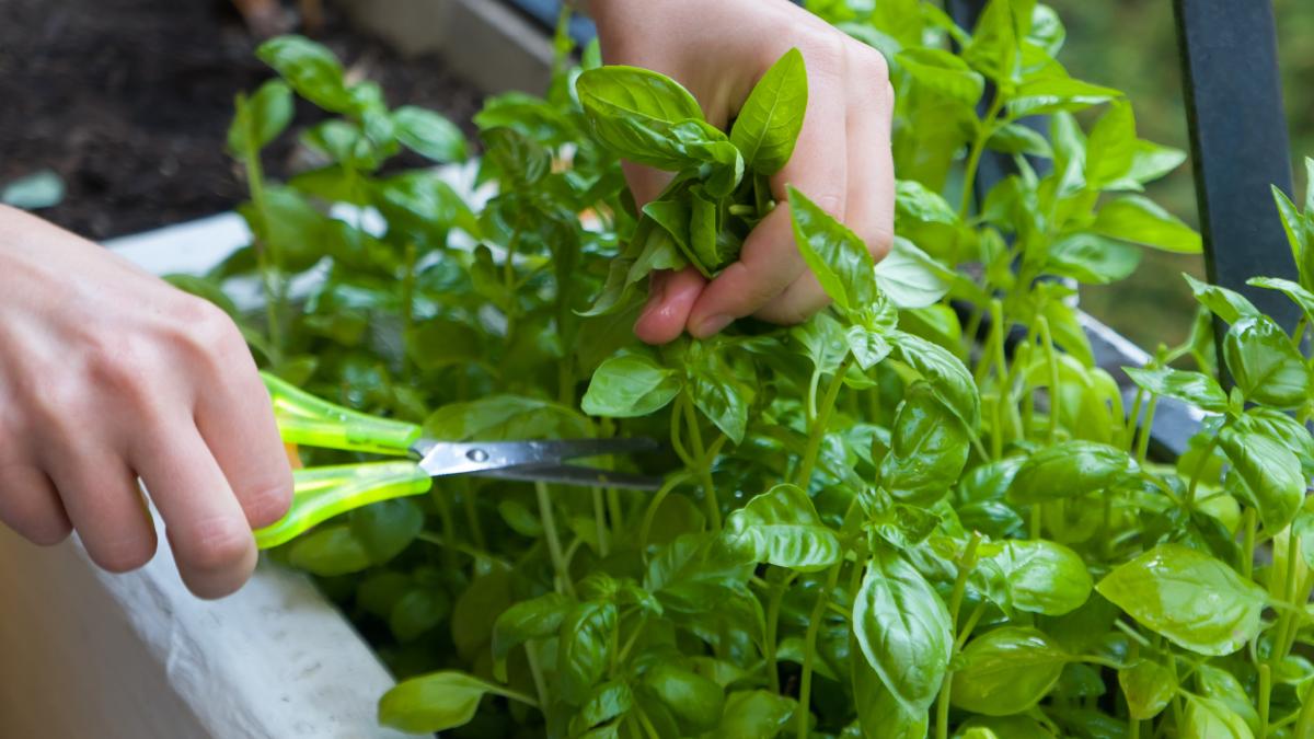 Come potare correttamente il basilico