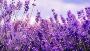 Come potare la lavanda