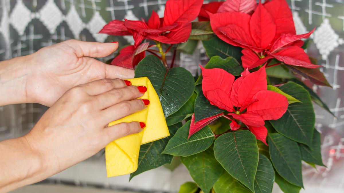 Come prendersi cura della Stella di Natale 