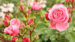 Concime naturale fai da te per le rose