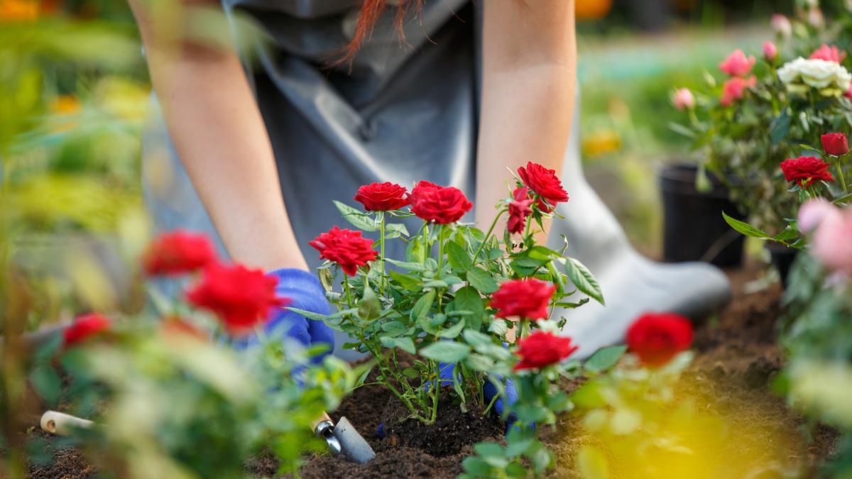 La cura delle rose nel mese di febbraio