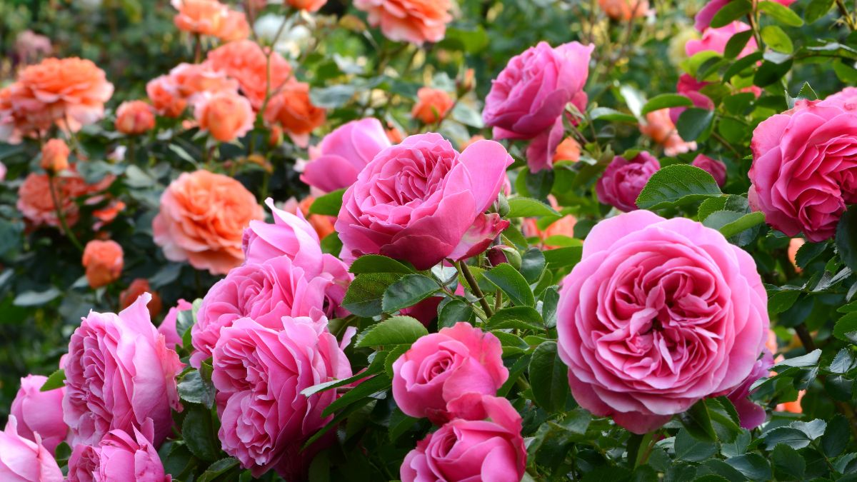 Come piantare le rose in giardino