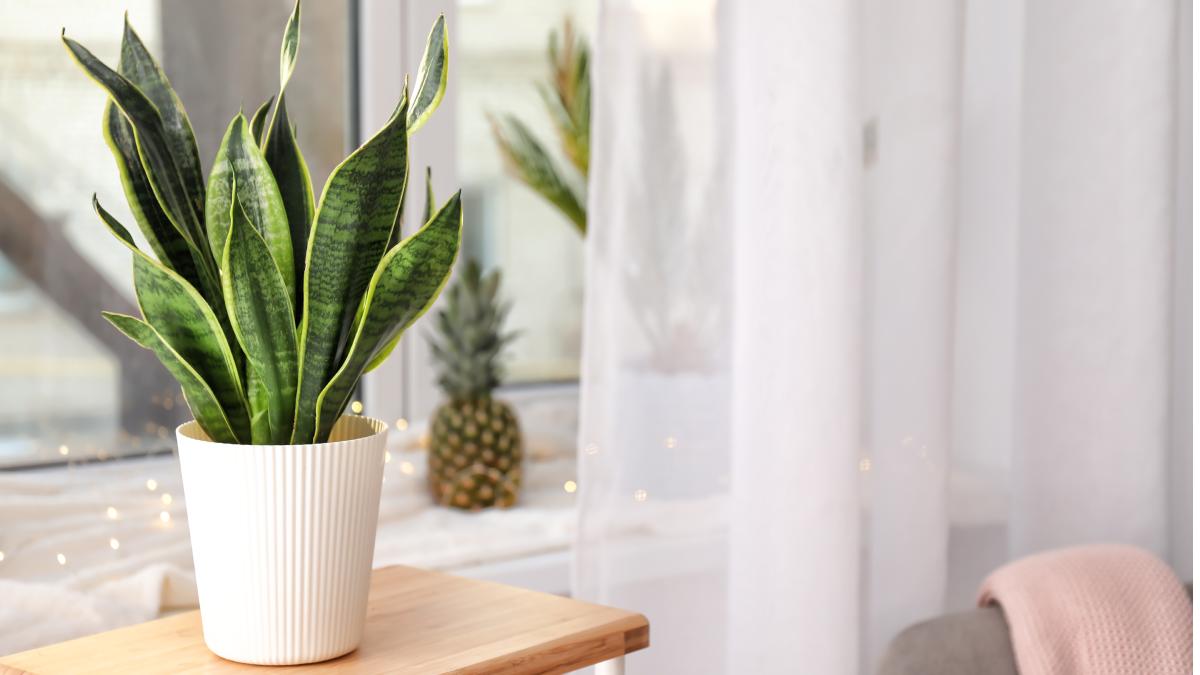 Far nascere nuove piantine da una sansevieria marcia