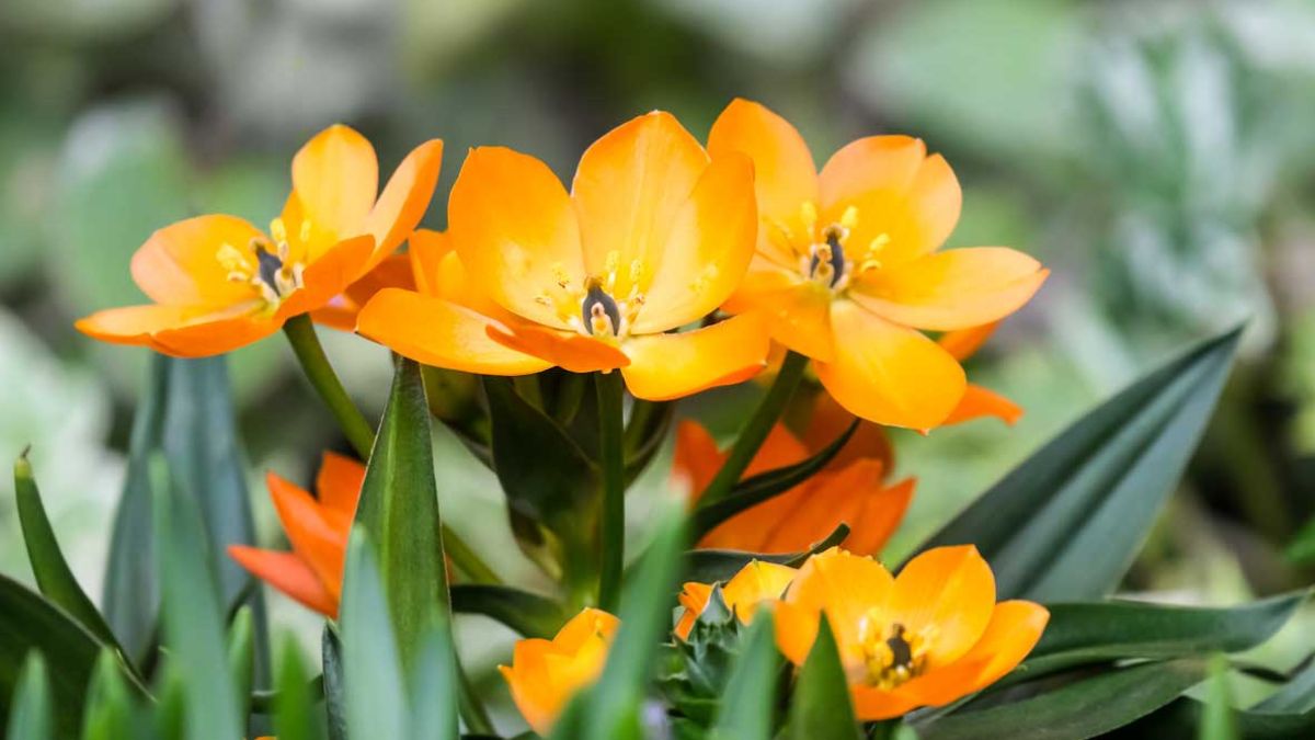 Fiori gialli per aiuole