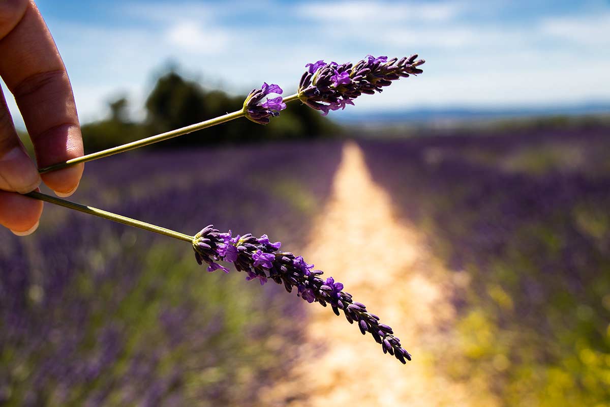 Lavanda in inverno