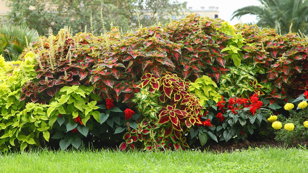 Aiuole perfette con la Coleus