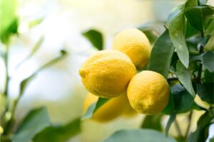 Il limone non fa frutti: scopri perchè